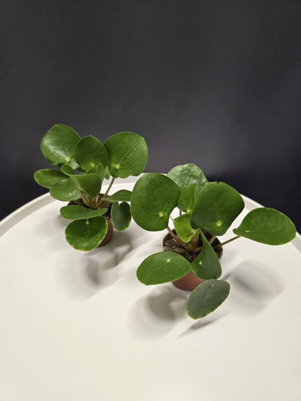 Pénzlevelű Pilea mini ↑10cm ⊘6cm