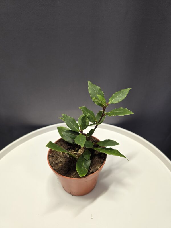 Laurus Nobilis - Ehető babér ↑25cm ⊘11cm