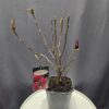 Magnolia 'Susan' ↑50cm ⊘17cm - Image 2