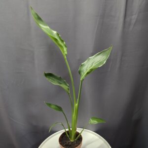 Strelitzia Reginae - Papagájvirág ↑60cm ⊘12cm