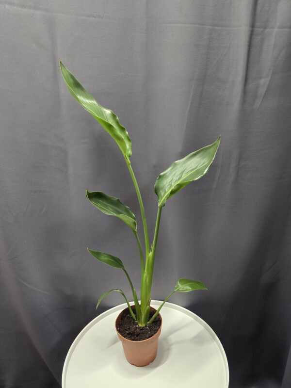 Strelitzia Reginae - Papagájvirág ↑60cm ⊘12cm