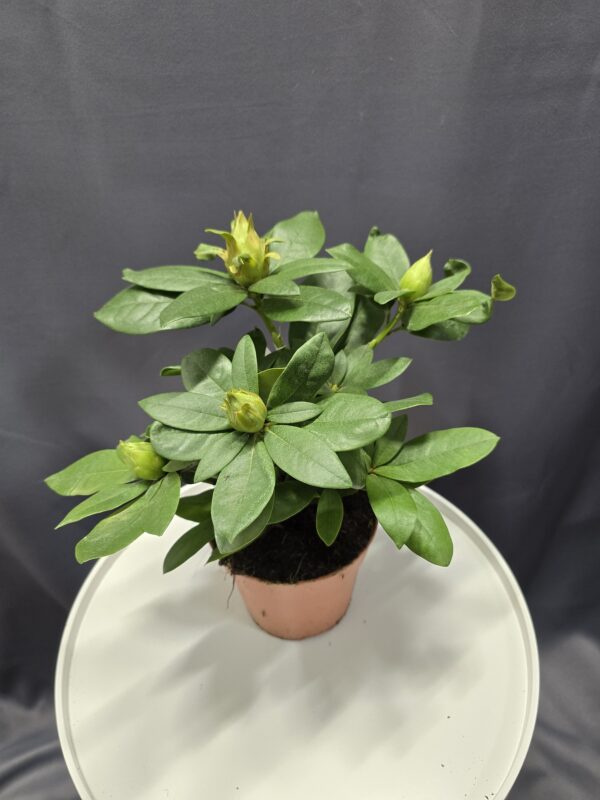 Rhododendron hybride Cosmopolitan ↑35cm ⊘13cm - Image 2