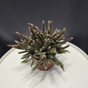 Rhipsalis Baccifera - Vesszőkaktusz ↑15cm ⊘10cm
