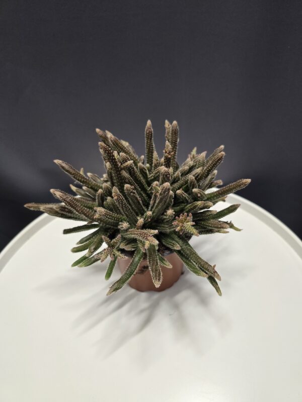 Rhipsalis Baccifera - Vesszőkaktusz ↑15cm ⊘10cm