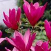 Magnolia 'Susan' ↑50cm ⊘17cm