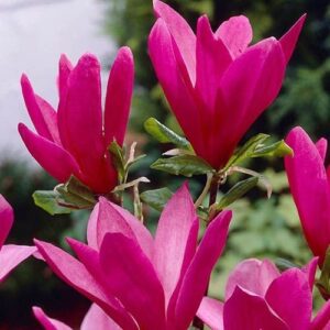 Magnolia 'Susan' ↑50cm ⊘17cm
