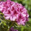 Rhododendron hybride Cosmopolitan ↑35cm ⊘13cm