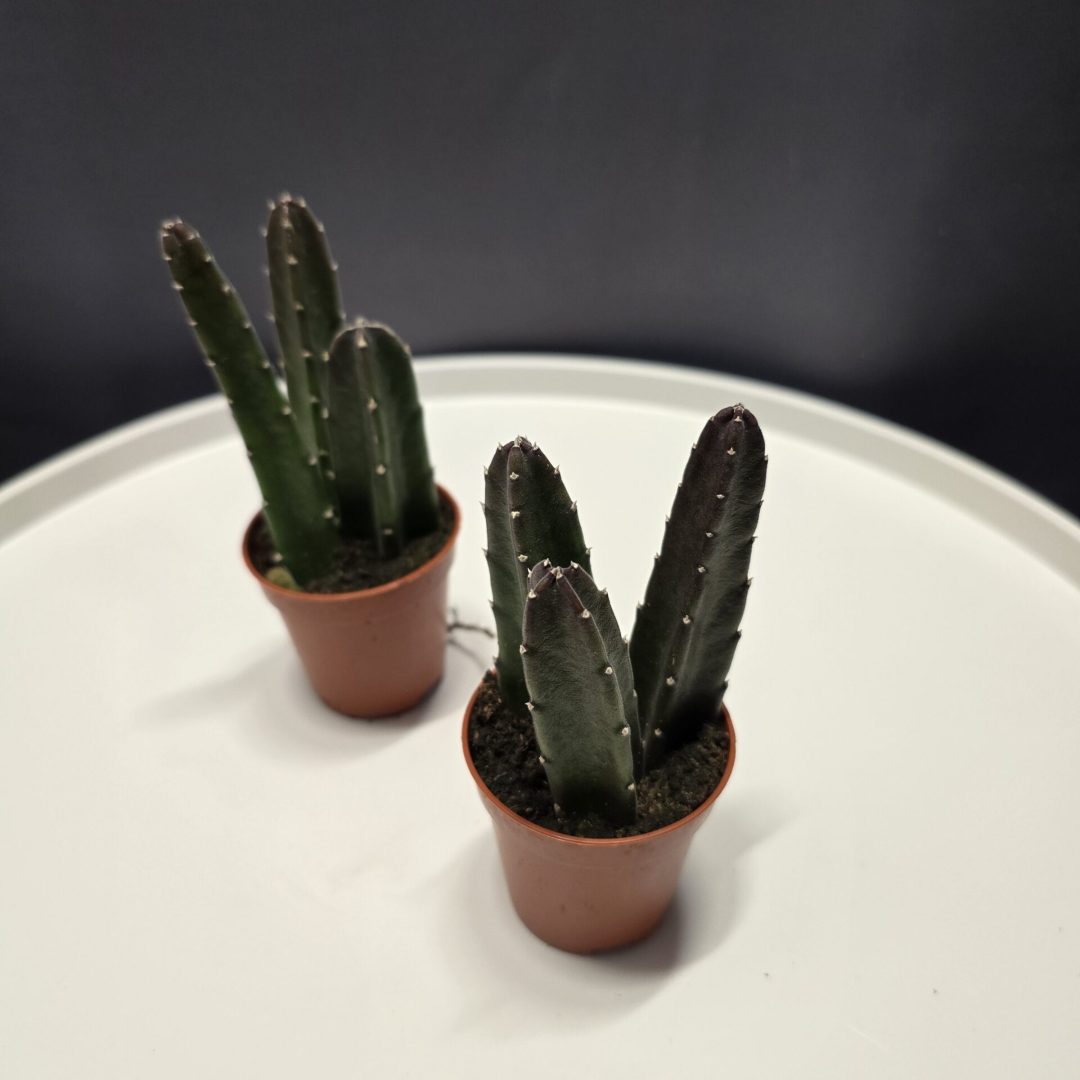 Stapelia Leendertziae - Dögvirág ↑10cm ⊘5cm