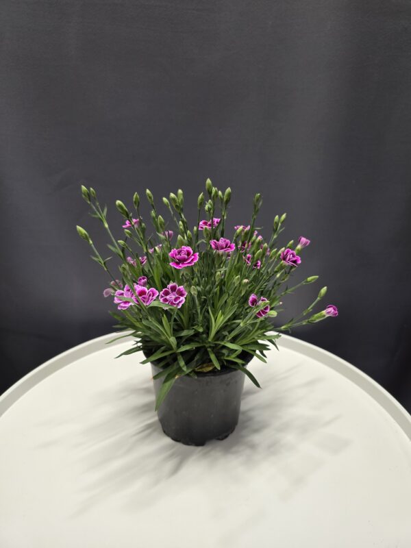 Évelő kerti szegfű rózsaszín fehér cirmos - Dianthus caryophyllus ↑20cm ⊘10cm