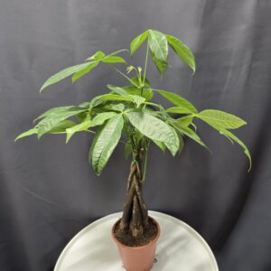 Pachira - Fonott vadkakaó ↑40cm ⊘12cm
