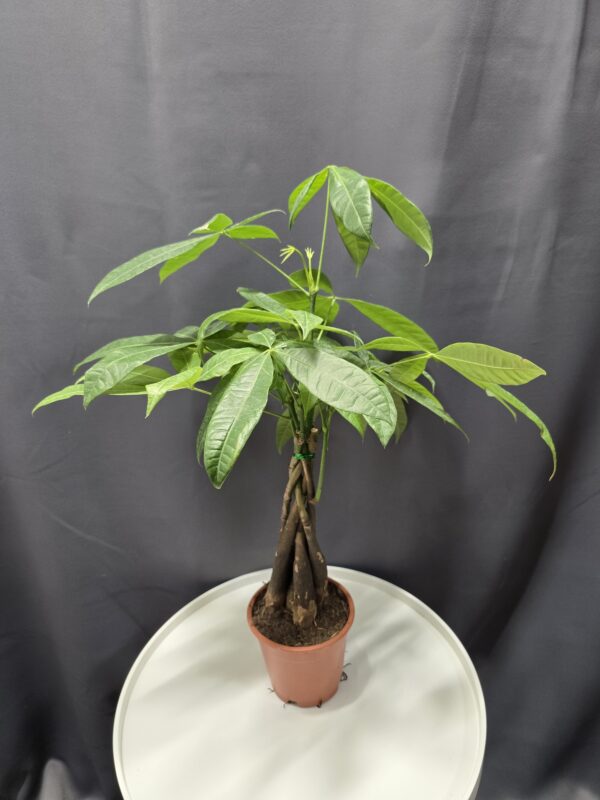 Pachira - Fonott vadkakaó ↑40cm ⊘12cm