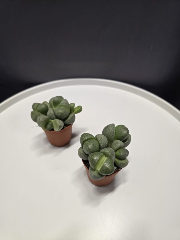 Lithops - Kavicsvirág ↑5cm ⊘5cm