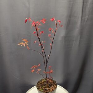 Acer Palmatum Atropurpureum - Juharfa ↑60cm ⊘17cm