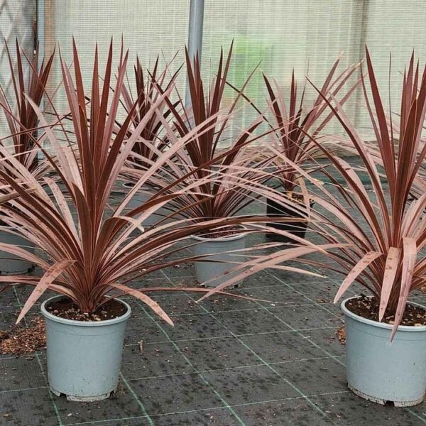 Cordyline Red Star ↑50cm ⊘12cm
