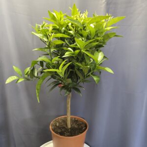 Citrus Unshiu - Mandarin fa ↑70cm ⊘20cm