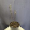 Magnolia x stellata 'Rosea' ↑30cm ⊘17cm