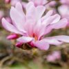 Magnolia x stellata 'Rosea' ↑30cm ⊘17cm - Image 2