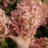 Hydrangea paniculata 'Phantom' bugás hortenzia ↑35cm ⊘17cm
