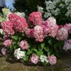 Hydrangea paniculata 'Mega Pearl' bugás hortenzia ↑35cm ⊘17cm