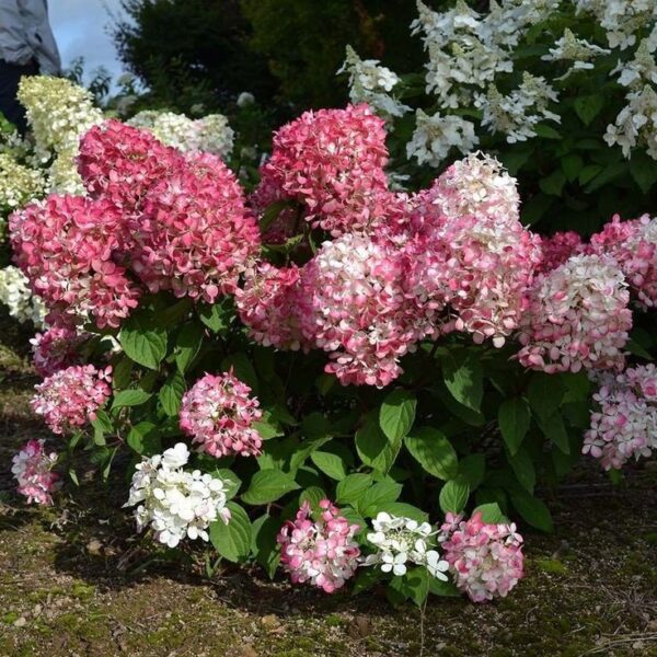 Hydrangea paniculata 'Mega Pearl' bugás hortenzia ↑35cm ⊘17cm
