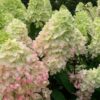 Hydrangea paniculata 'Magical Andes' bugás hortenzia ↑35cm ⊘17cm
