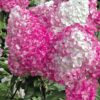Hydrangea paniculata 'Vanille-Fraise' bugás hortenzia ↑50cm ⊘19cm