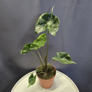 Alocasia Stingray ↑40cm ⊘12cm