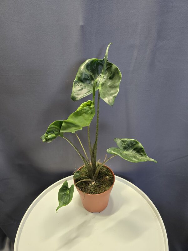Alocasia Stingray ↑40cm ⊘12cm