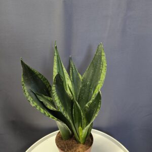Sansevieria trifasciata 'Whitney Silver Flame' (2 töves) ↑30cm ⊘12cm