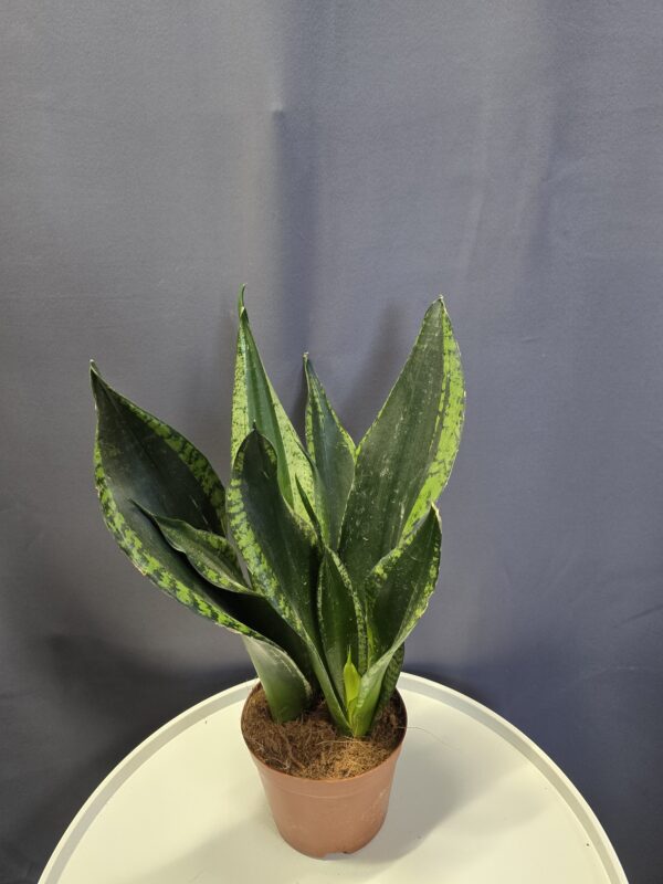 Sansevieria trifasciata 'Whitney Silver Flame' (2 töves) ↑30cm ⊘12cm