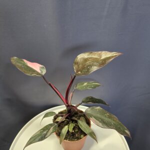Philodendron Pink Princess ↑30cm ⊘12cm