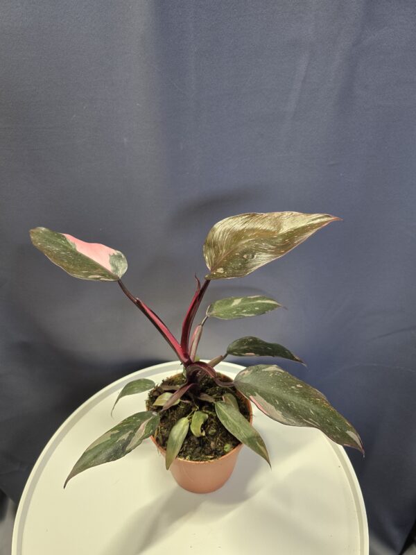 Philodendron Pink Princess ↑30cm ⊘12cm