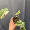 Monstera deliciosa variegata 2.