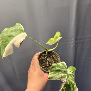 Monstera deliciosa variegata 2.