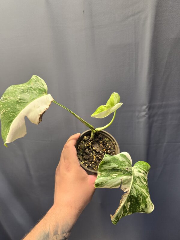 Monstera deliciosa variegata 2.