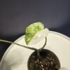 Monstera deliciosa variegata 2. - Image 2