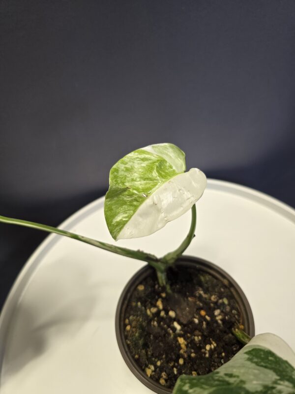 Monstera deliciosa variegata 2. - Image 2