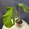 Monstera deliciosa variegata 3. Gyengébb genetika - Image 2