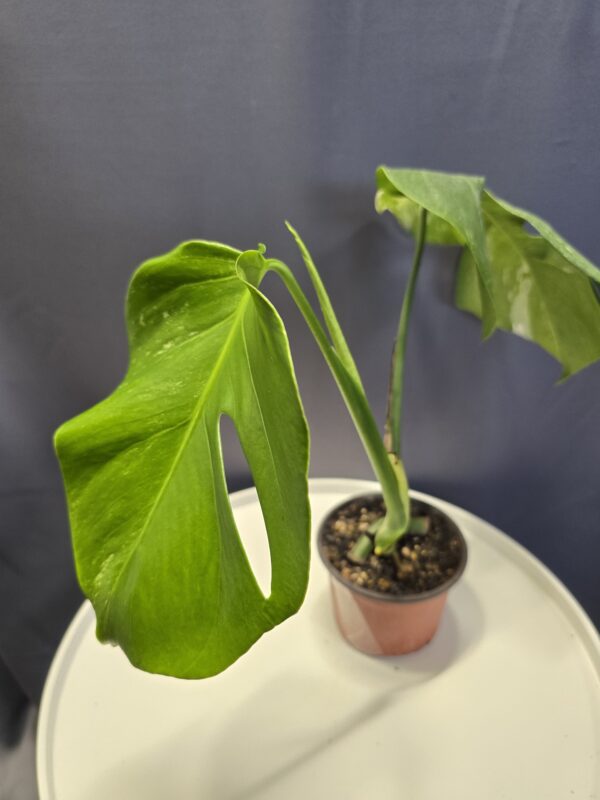 Monstera deliciosa variegata 3. Gyengébb genetika - Image 2