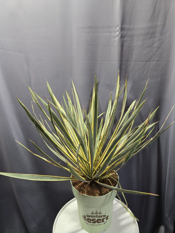 Kerti pálmaliliom - Yucca filamentosa 'Color Guard' ↑60cm ⊘26cm