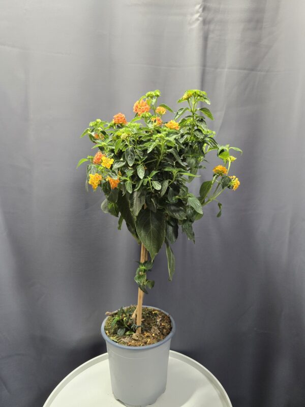 Lantana - Törzses sétányrózsa narancssárga ↑70cm ⊘17cm