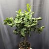 Lime - Citrus aurantiifolia ↑70cm ⊘20cm