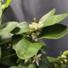 Lime - Citrus aurantiifolia ↑70cm ⊘20cm - Image 2