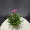 Armeria - Tengerparti pázsitszegfű ↑20cm ⊘12cm