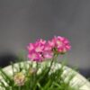 Armeria - Tengerparti pázsitszegfű ↑20cm ⊘12cm - Image 2