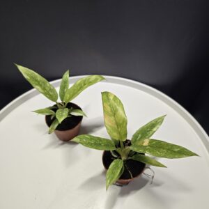 Philodendron Ring of Fire mini ↑15cm ⊘6cm