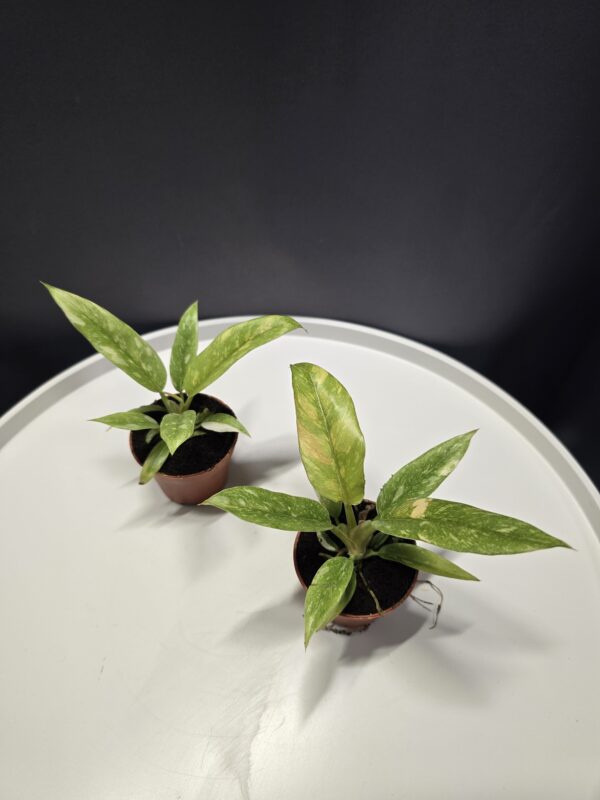 Philodendron Ring of Fire mini ↑15cm ⊘6cm