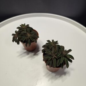 Peperomia 'Silver Spark' mini ↑5cm ⊘5cm