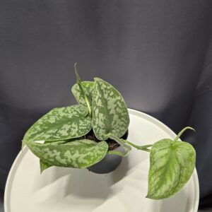 Scindapsus pictus - Ezüstös szobai futóka ↑20cm ⊘12cm