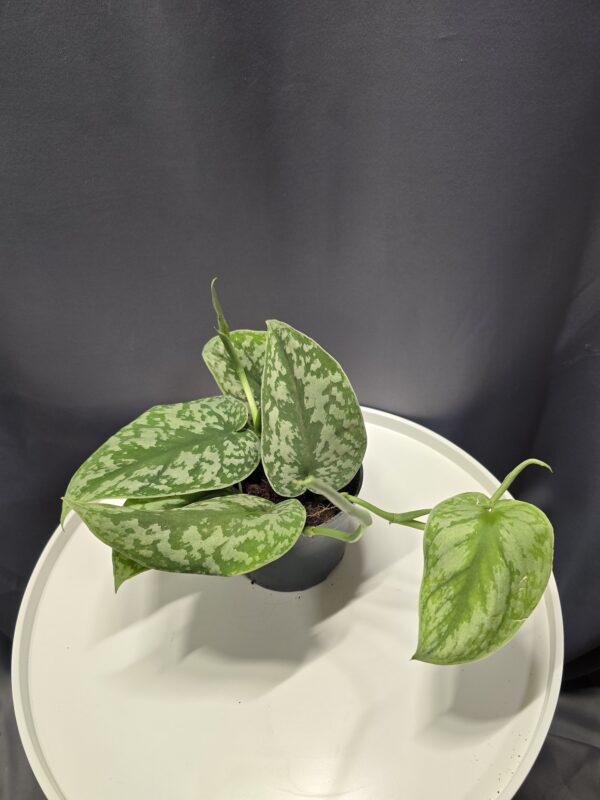 Scindapsus pictus - Ezüstös szobai futóka ↑20cm ⊘12cm